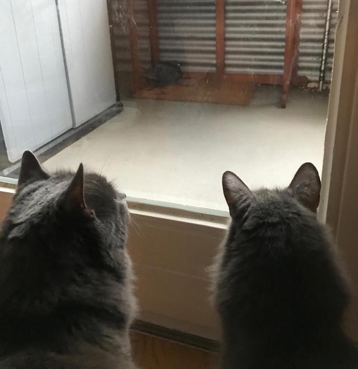 Taube Ella und das große Missverständnis: zwei Katzen beobachten den Vogel